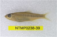 藏品(平頜鱲)的圖片